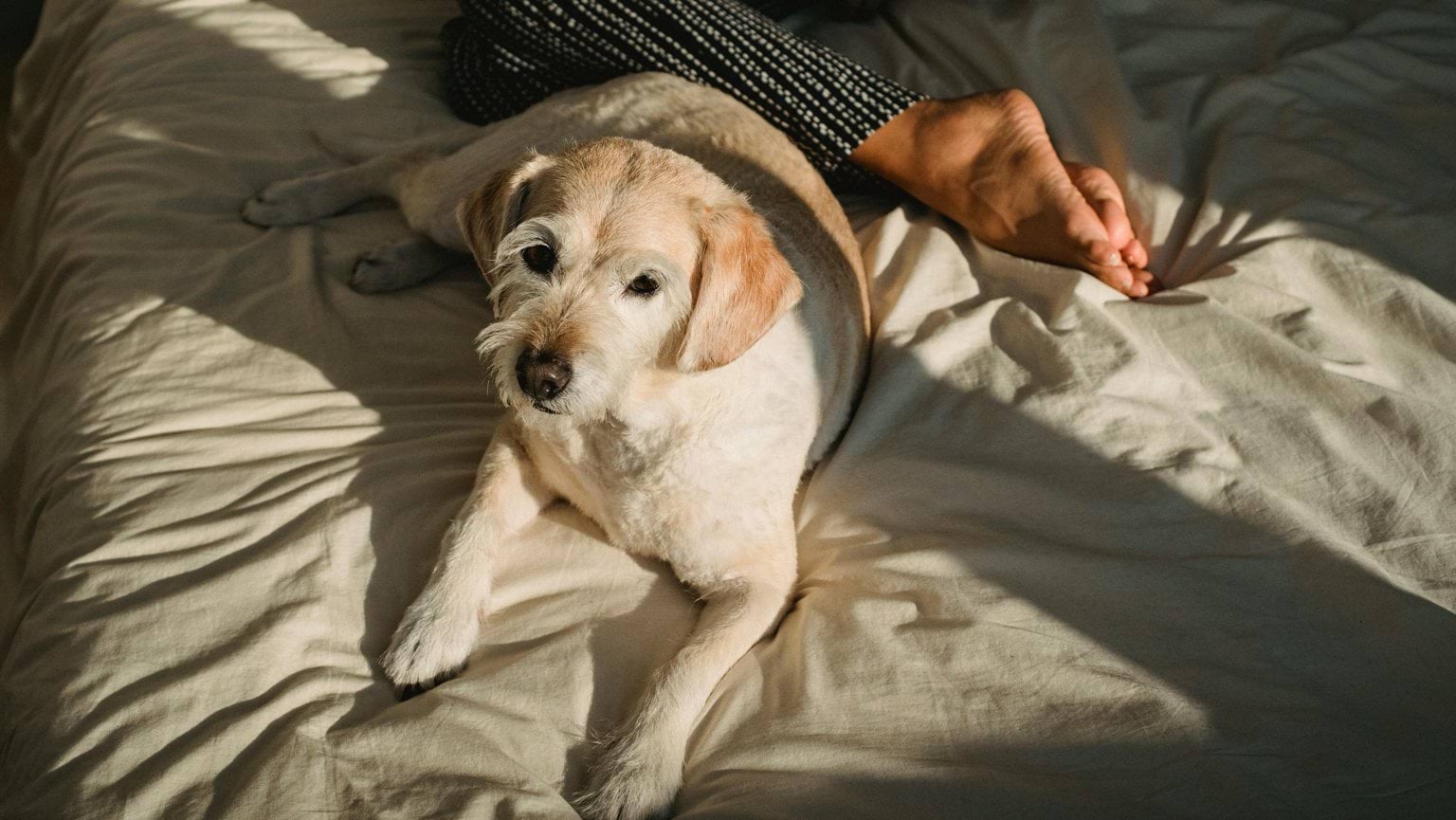 Old white terrier dog on end of the bed with a pair of human feet resting beside it.